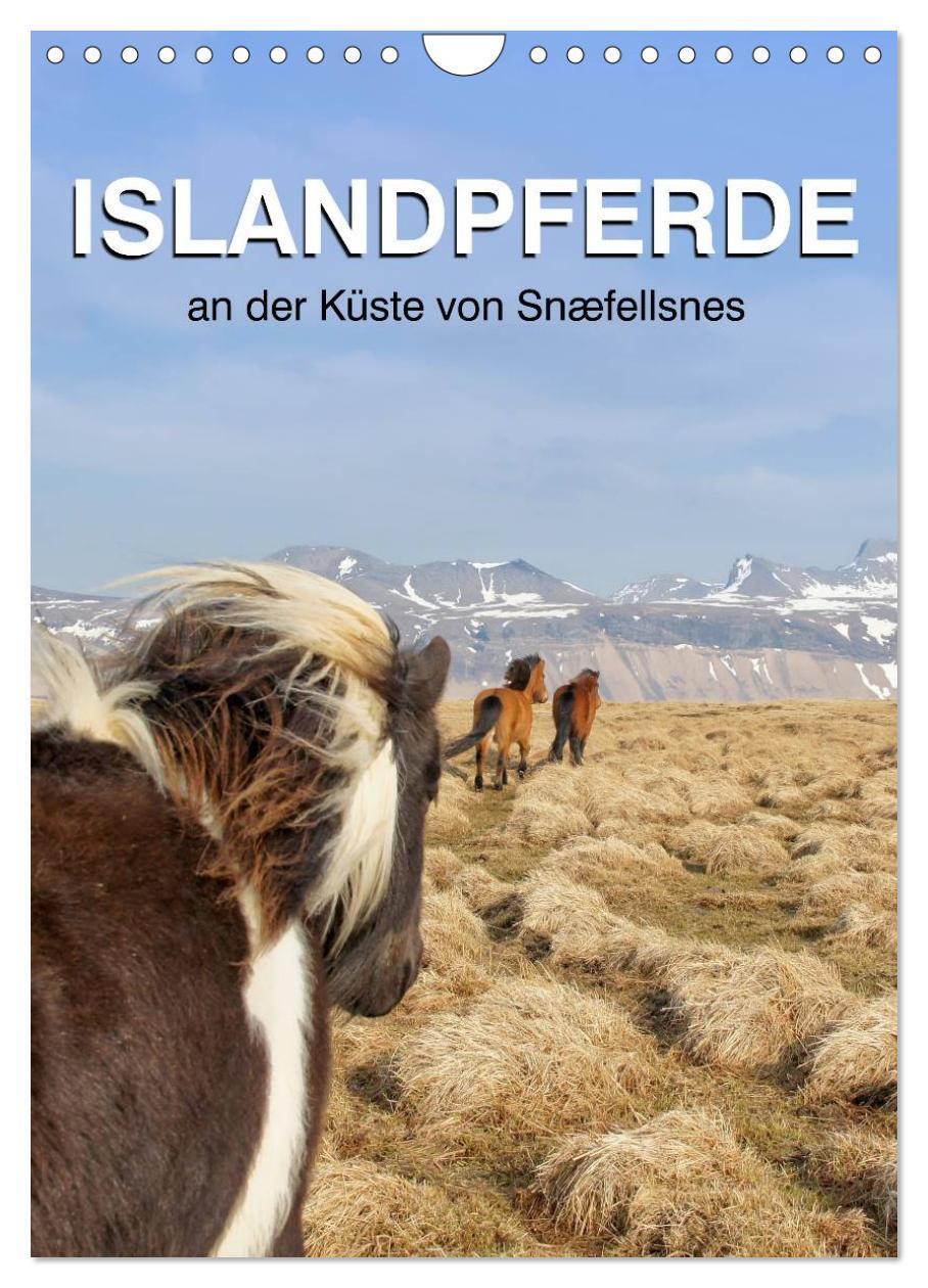 Cover: 9783383437854 | ISLANDPFERDE an der Küste von Snæfellsnes (Wandkalender 2024 DIN A4...