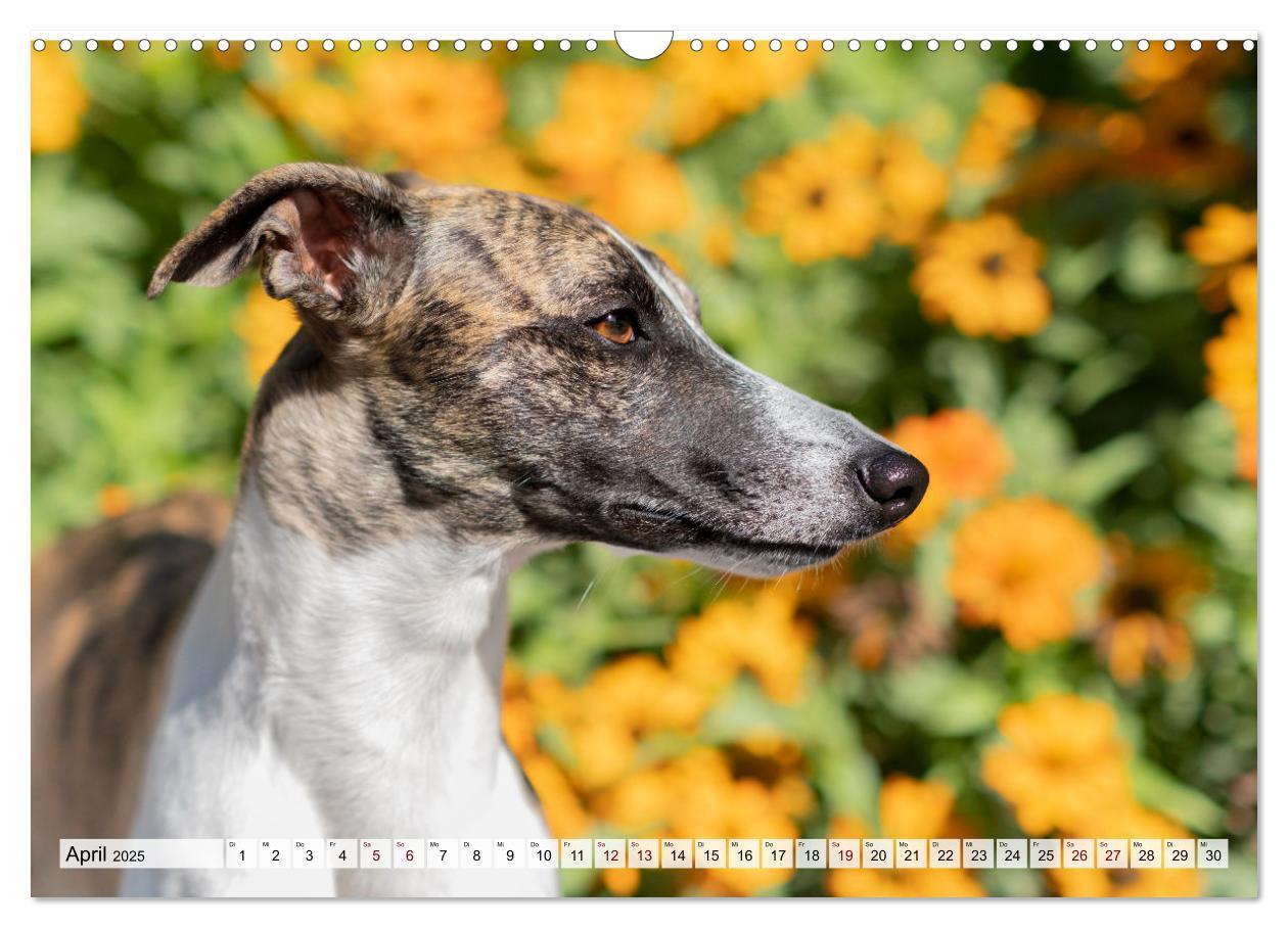 Bild: 9783383941634 | Der Whippet - ein Seelenhund (Wandkalender 2025 DIN A3 quer),...