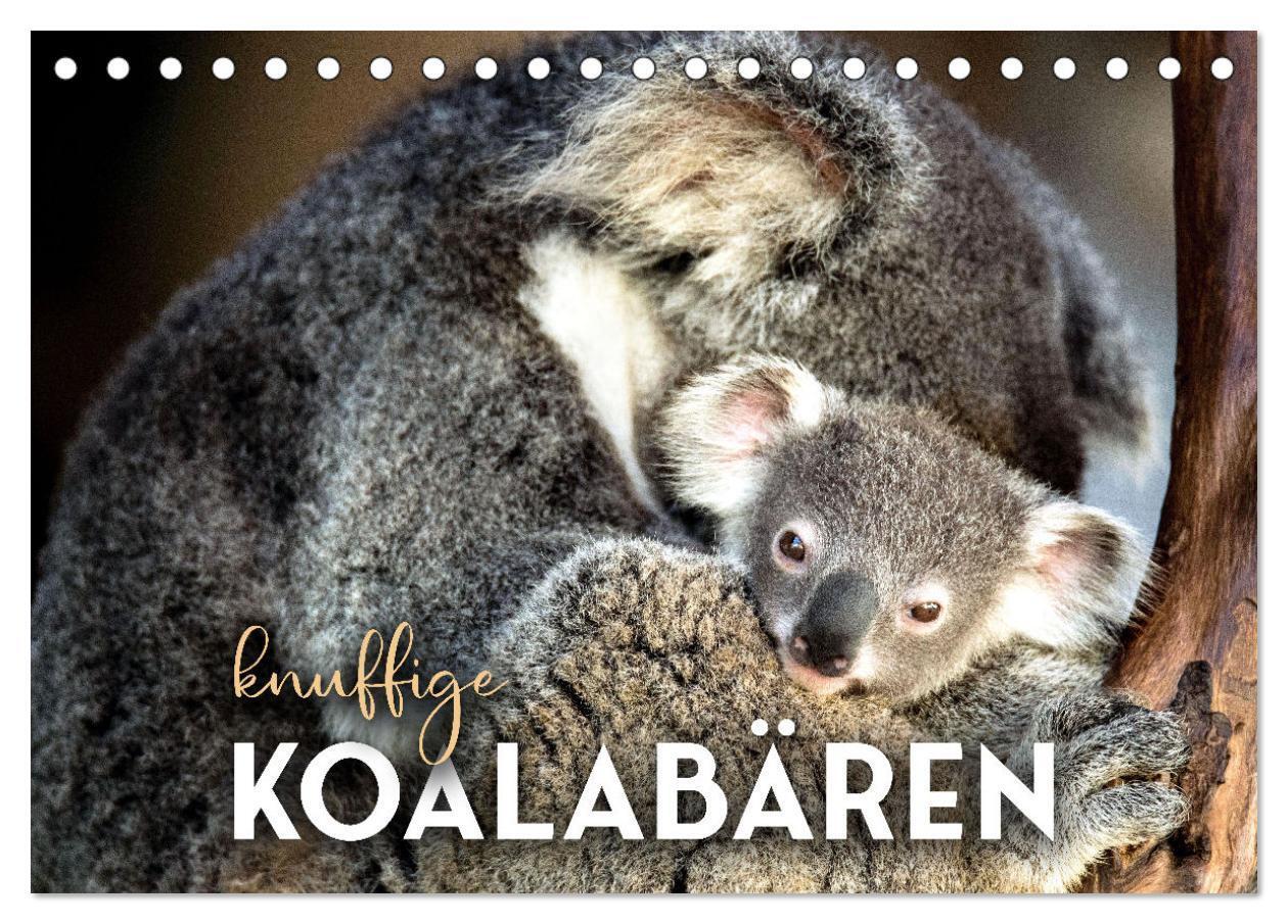 Cover: 9783675773660 | Knuffige Koalabären (Tischkalender 2024 DIN A5 quer), CALVENDO...