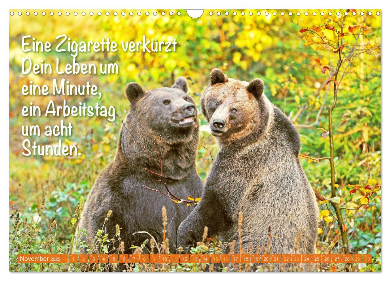 Bild: 9783383880773 | Spaß mit Bären: Edition lustige Tiere (Wandkalender 2025 DIN A3...