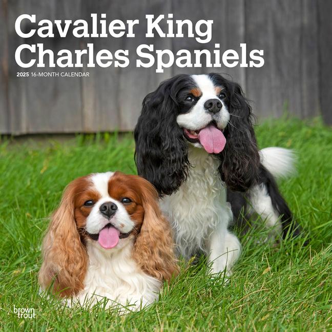 Cover: 9781975476823 | Cavalier King Charles Spaniels 2025 12 X 24 Inch Monthly Square...