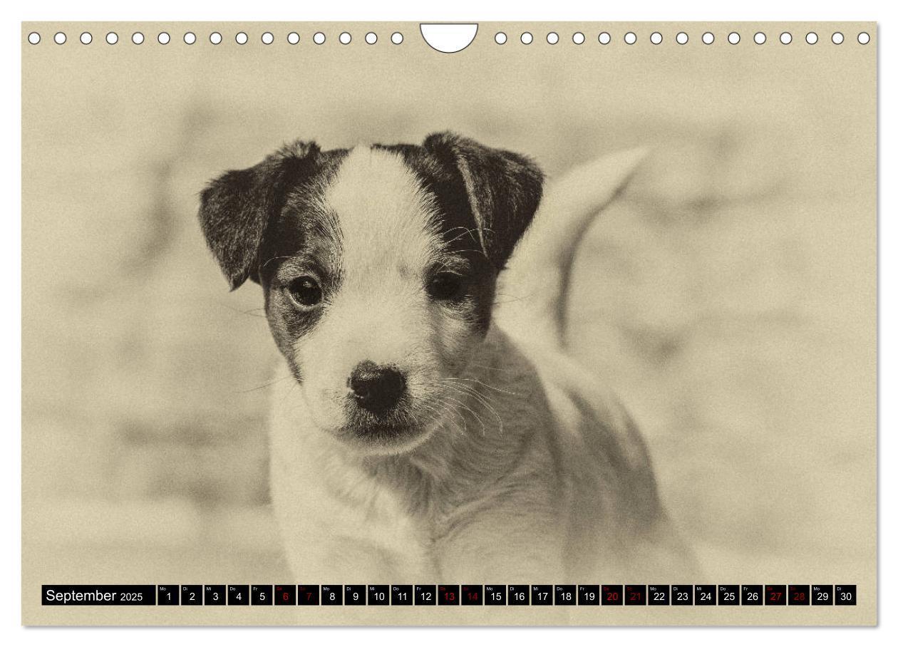 Bild: 9783435400911 | Parson Jack Russel Welpen (Wandkalender 2025 DIN A4 quer), CALVENDO...