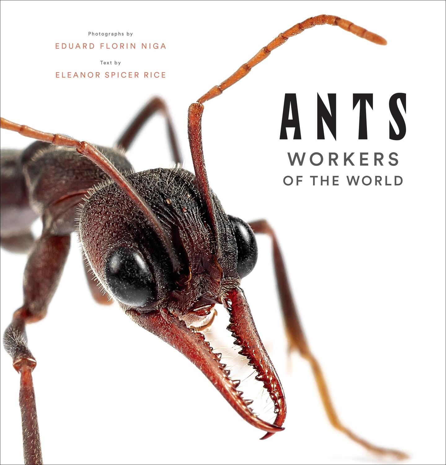 Cover: 9781419748493 | Ants | Workers of the World | Eleanor Spicer Rice | Buch | Englisch