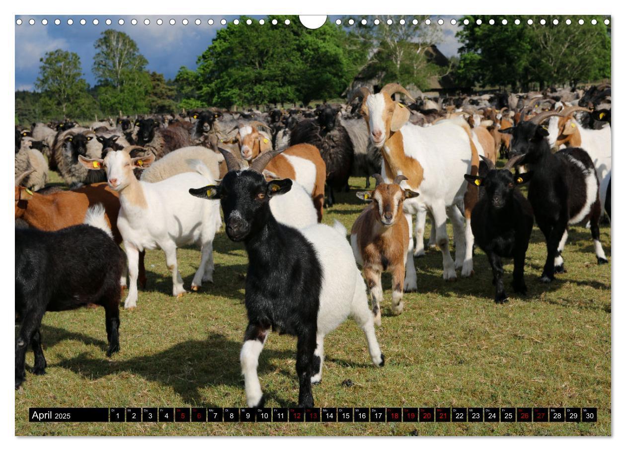 Bild: 9783383969638 | Heidschnucken und Ziegen die tierischen Landschaftspfleger der...