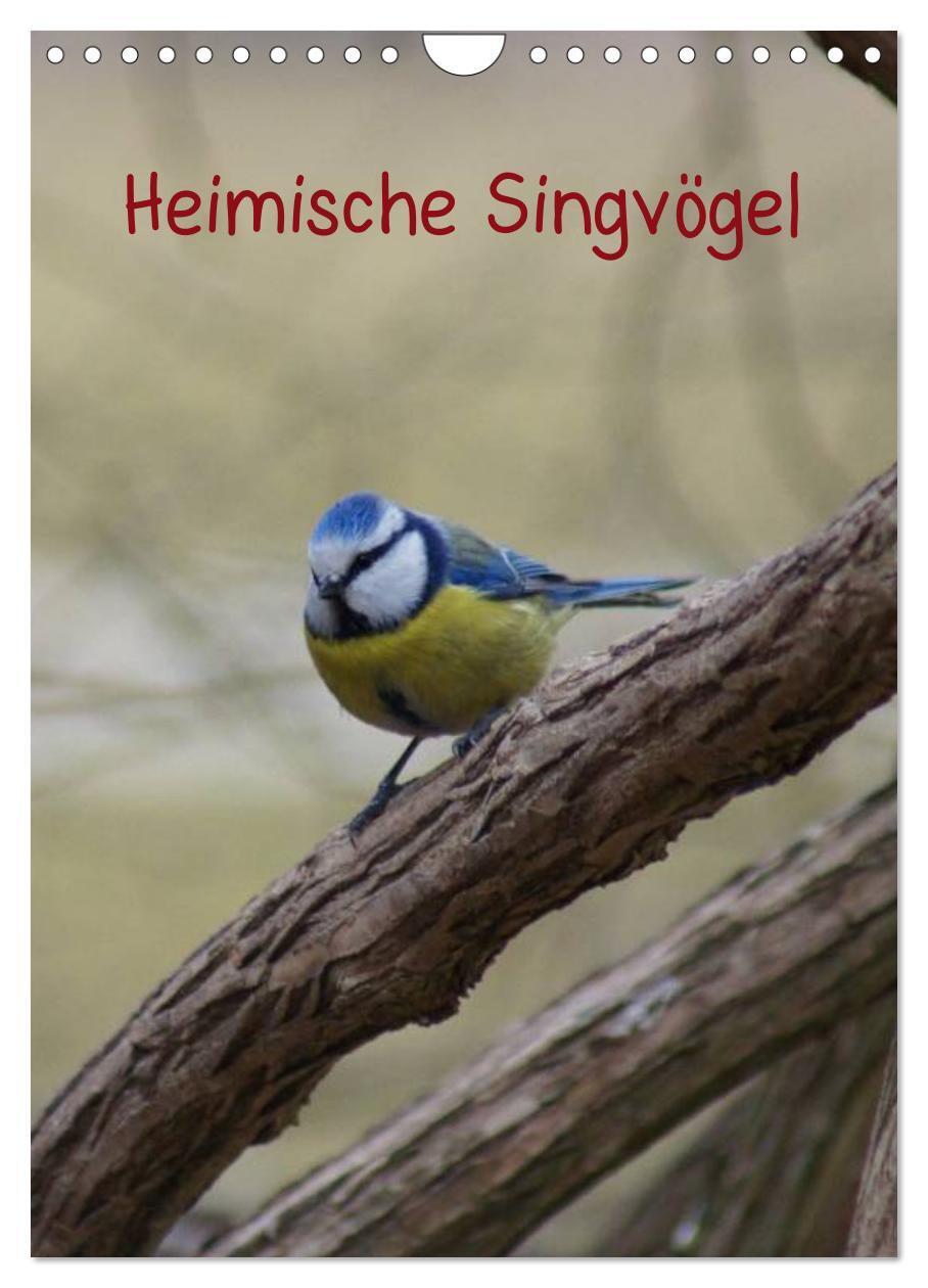 Cover: 9783383614668 | Heimische Singvögel (Wandkalender 2024 DIN A4 hoch), CALVENDO...