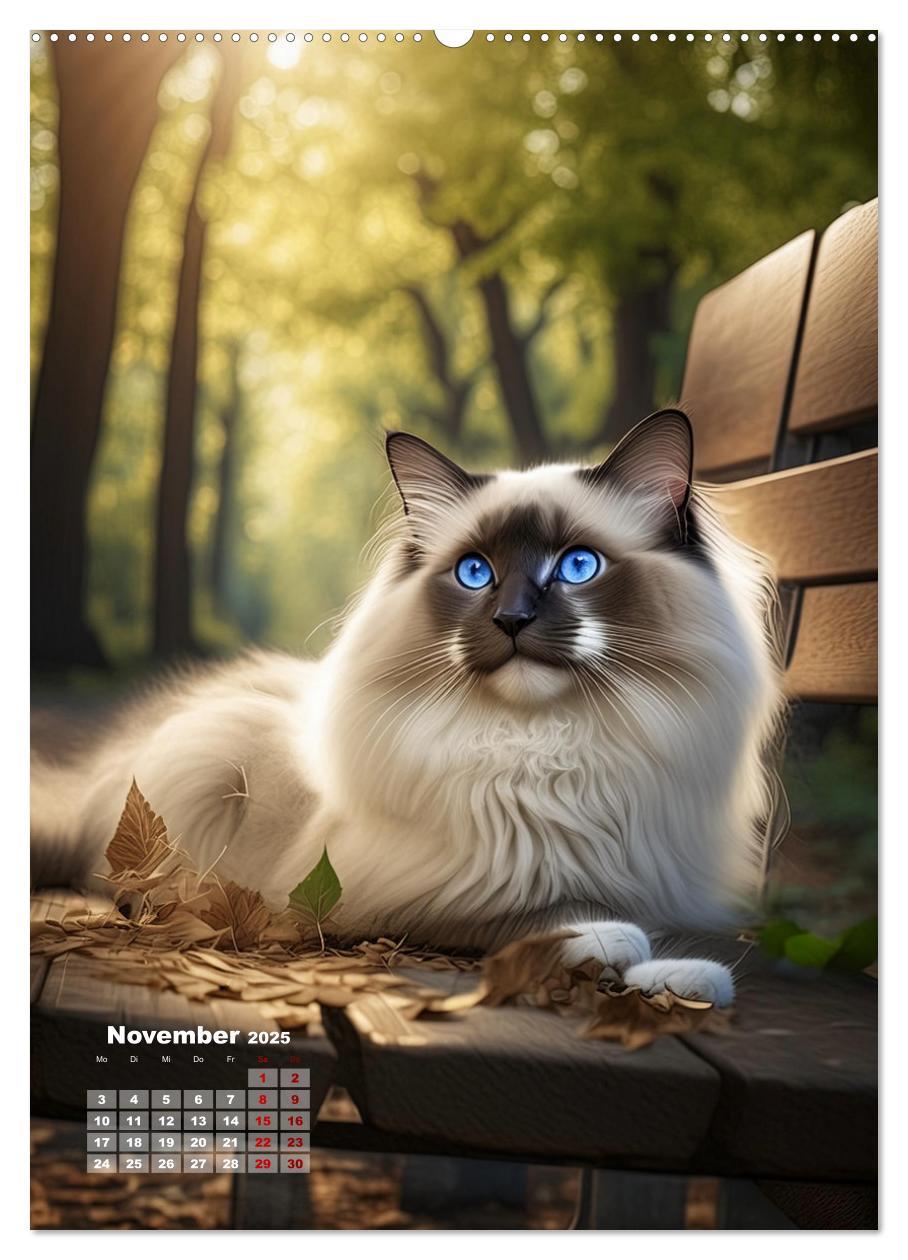 Bild: 9783383833342 | Pfotenabenteuer - Ragdolls in der Natur (Wandkalender 2025 DIN A2...