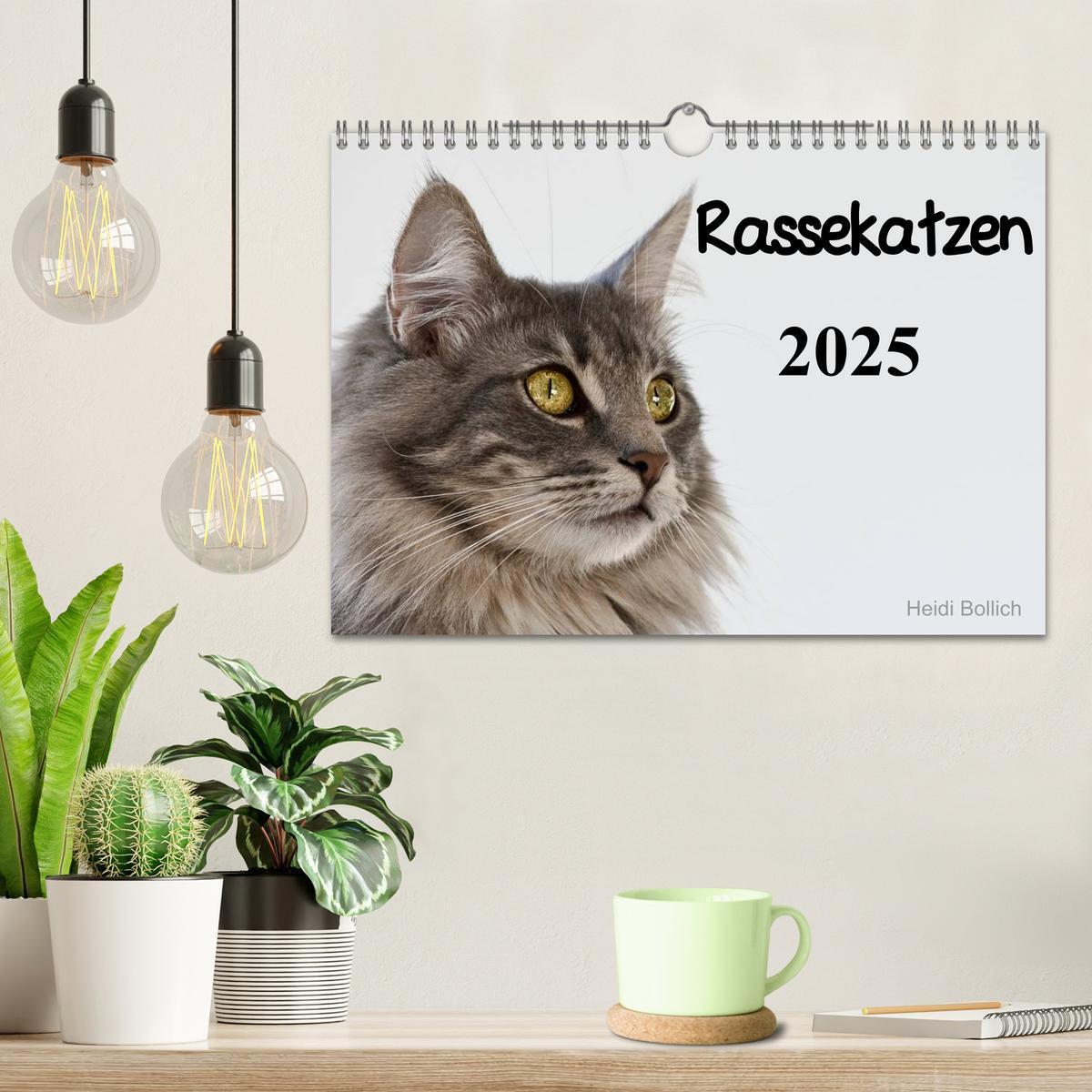 Bild: 9783435727605 | Rassekatzen 2025 (Wandkalender 2025 DIN A4 quer), CALVENDO...