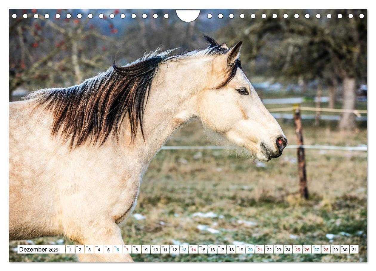 Bild: 9783435172542 | Durch das Jahr mit dem Connemara Pony Holly (Wandkalender 2025 DIN...