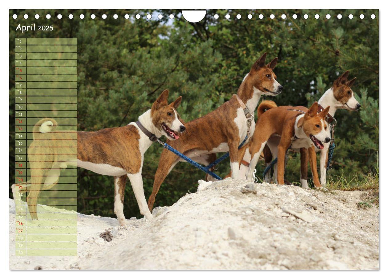 Bild: 9781325949748 | Basenji the African Barkless Dog (Wall Calendar 2025 DIN A4...