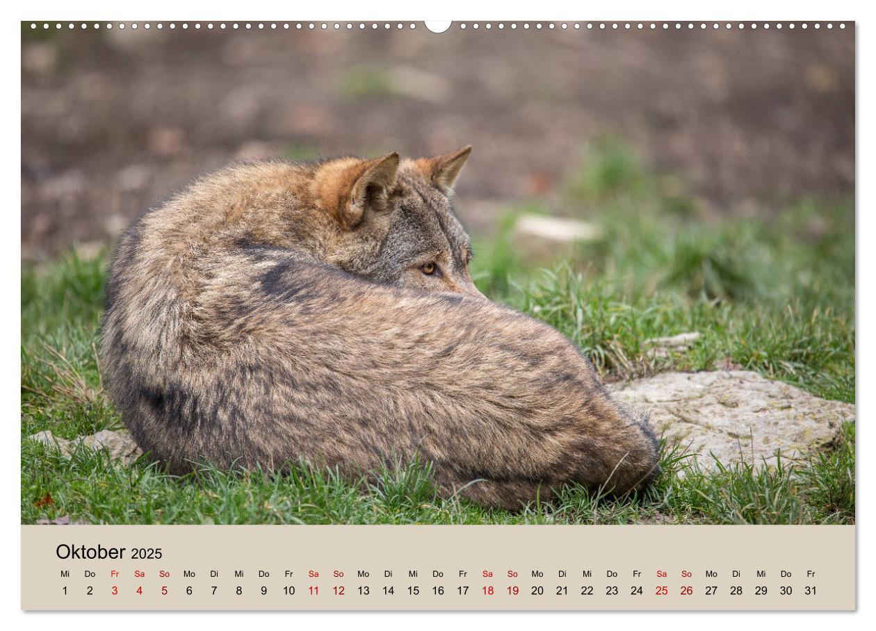 Bild: 9783435346219 | Wolfsrudel (Wandkalender 2025 DIN A2 quer), CALVENDO Monatskalender