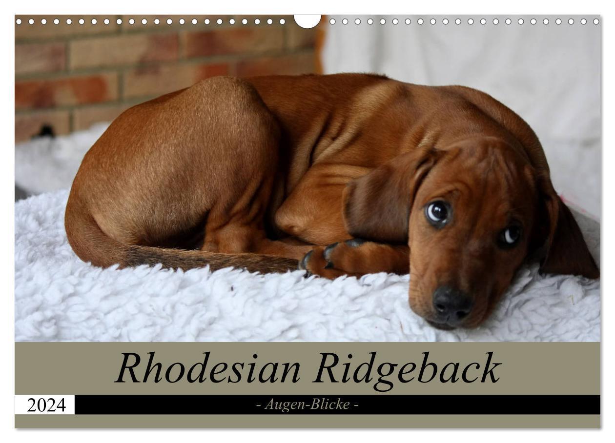 Cover: 9783675453333 | Rhodesian Ridgeback Augen-Blicke (Wandkalender 2024 DIN A3 quer),...