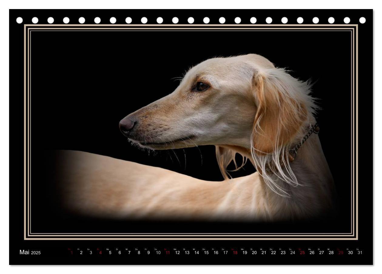 Bild: 9783383823916 | Saluki 2025 (Tischkalender 2025 DIN A5 quer), CALVENDO Monatskalender