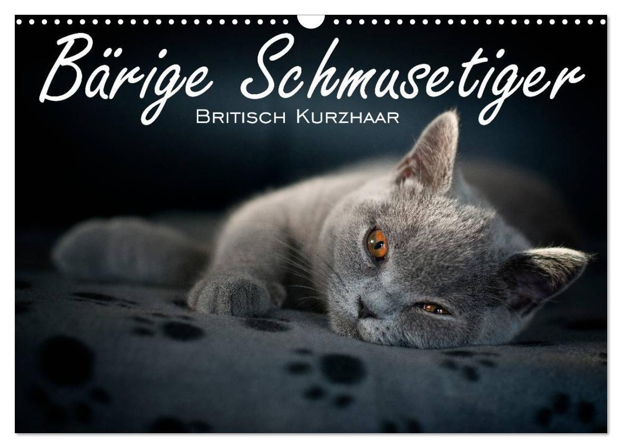 Cover: 9783675769533 | Bärige Schmusetiger - Britisch Kurzhaar (Wandkalender 2024 DIN A3...