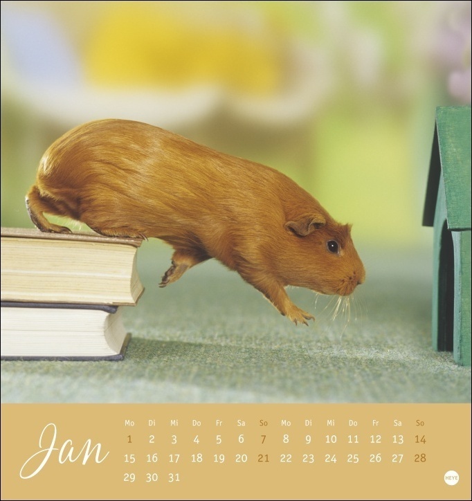 Bild: 9783756400614 | Kuschelige Meerschweinchen Postkartenkalender 2024 von Monika...
