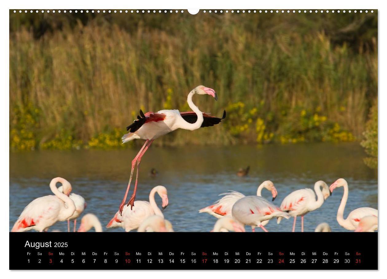 Bild: 9783435674473 | Flamingos der Camargue 2025 (Wandkalender 2025 DIN A2 quer),...