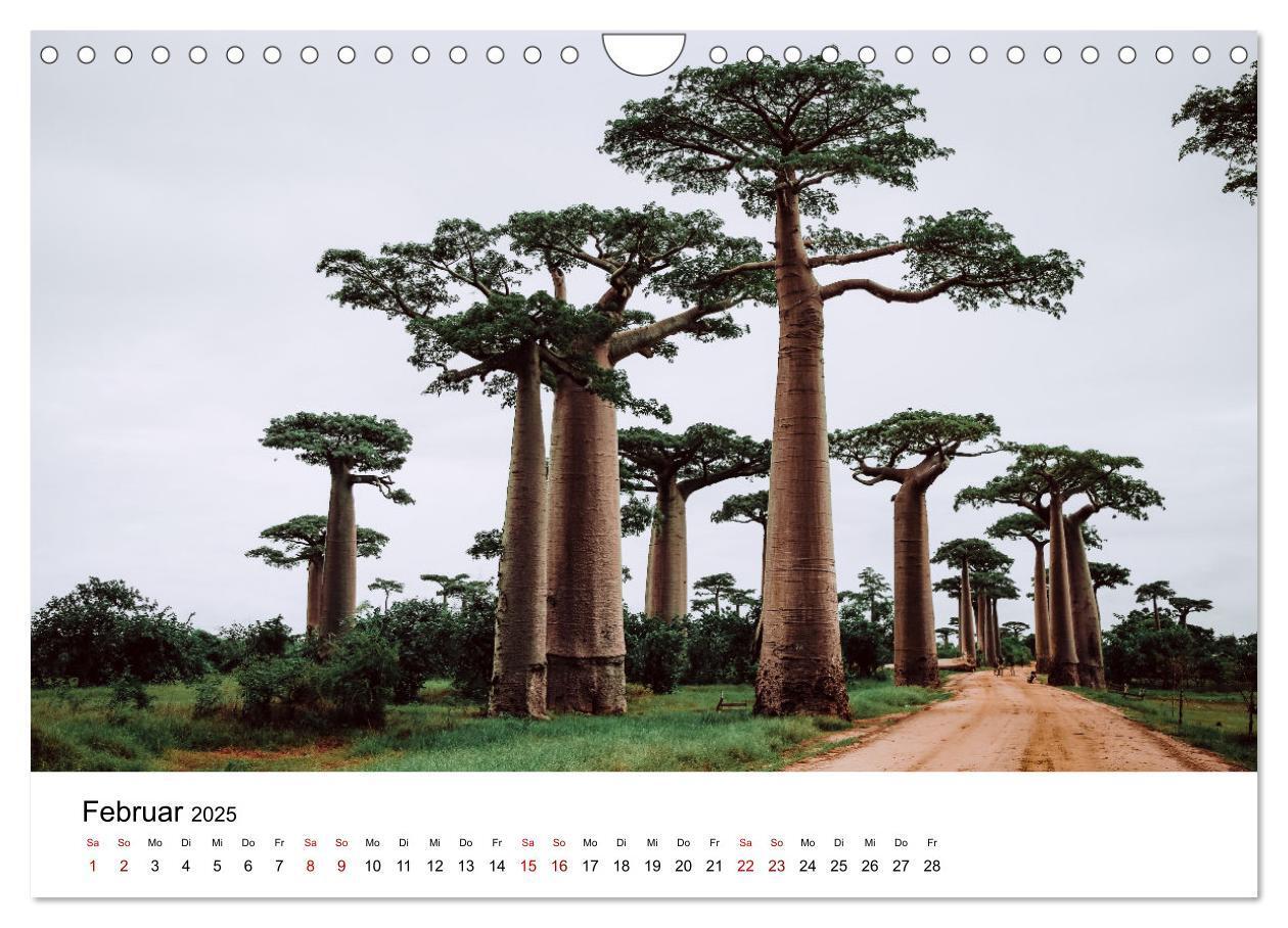 Bild: 9783383998409 | Naturparadies Madagaskar (Wandkalender 2025 DIN A4 quer), CALVENDO...