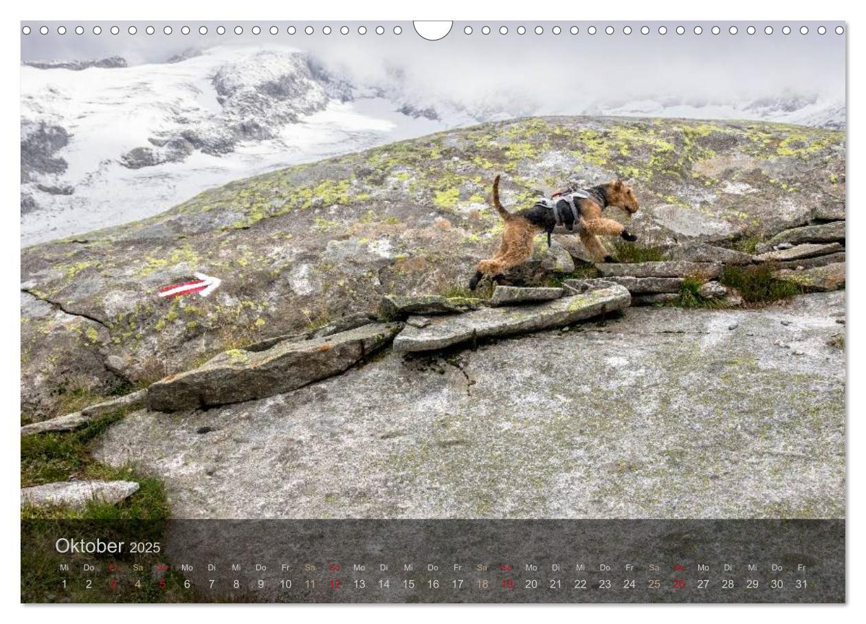 Bild: 9783435559176 | Der Bergdale - mit Hund im Hochgebirge (Wandkalender 2025 DIN A3...