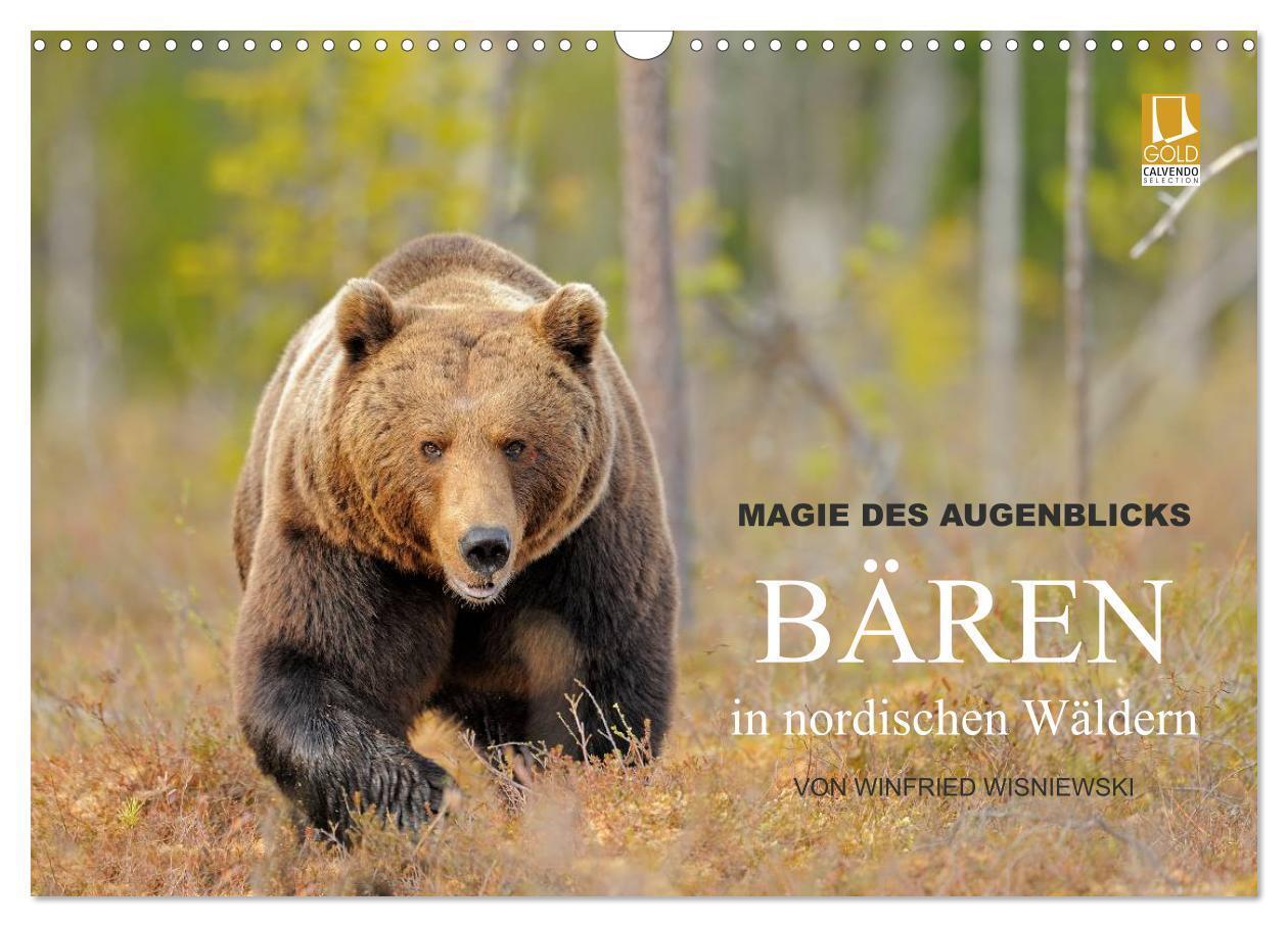 Cover: 9783675769274 | Magie des Augenblicks - Bären in nordischen Wäldern (Wandkalender...