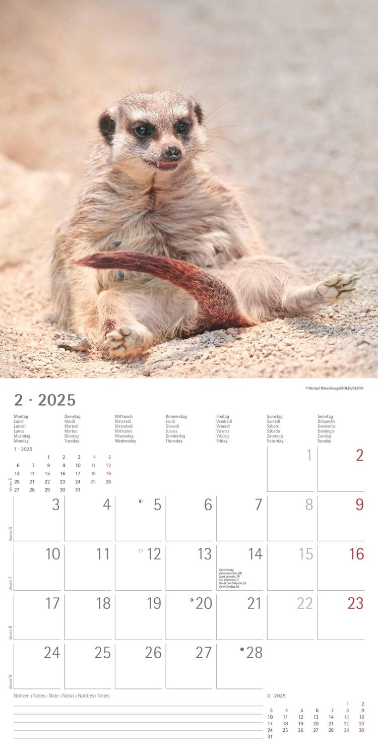 Bild: 4251732340742 | Erdmännchen 2025 - Broschürenkalender 30x30 cm (30x60 geöffnet) -...