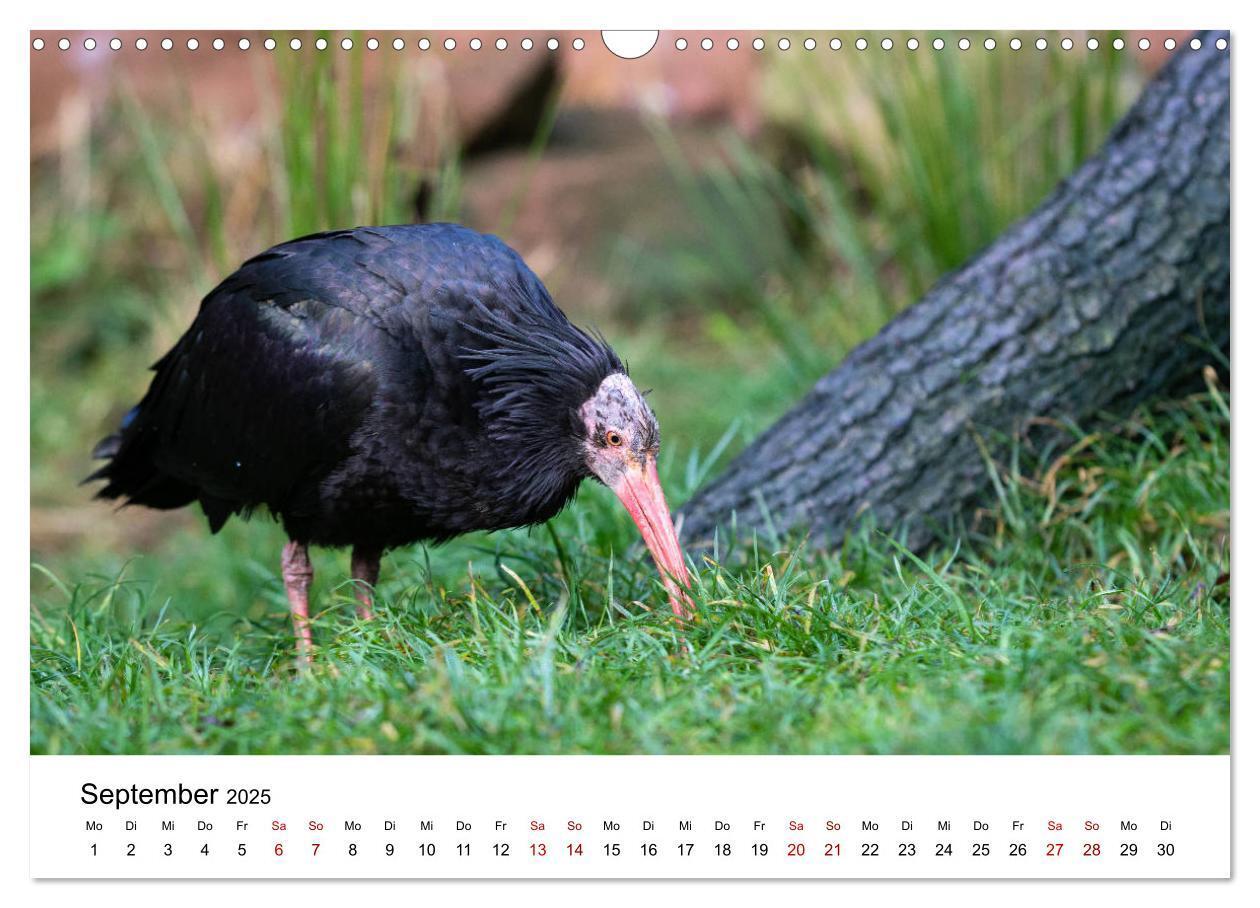 Bild: 9783435136421 | Der Waldrapp - Ein skurriler Vogel (Wandkalender 2025 DIN A3 quer),...