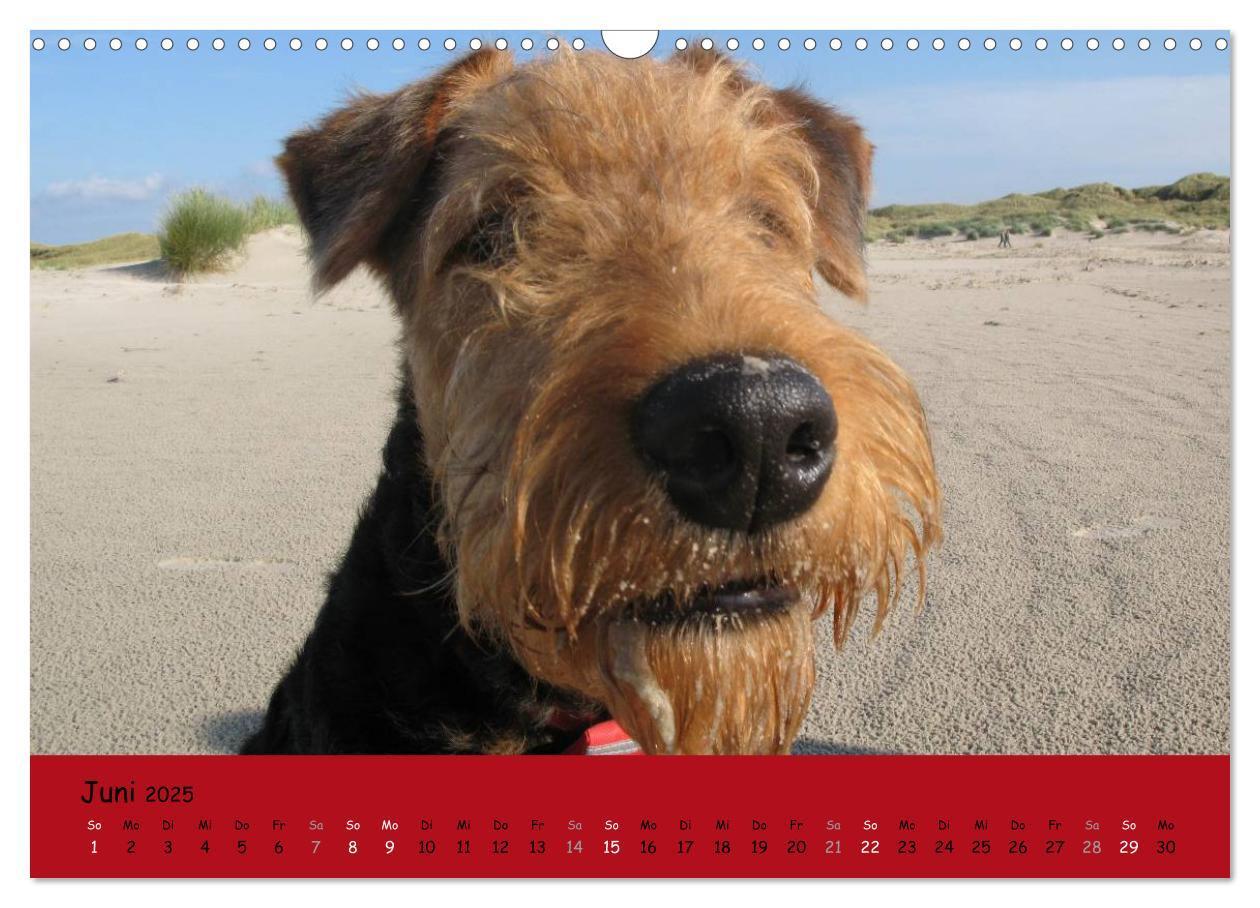 Bild: 9783435665488 | Airedale Terrier (Wandkalender 2025 DIN A3 quer), CALVENDO...