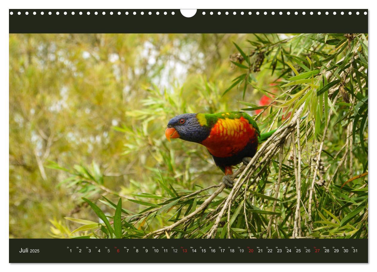 Bild: 9783435758340 | Australien - Farbige Vielfalt (Wandkalender 2025 DIN A3 quer),...