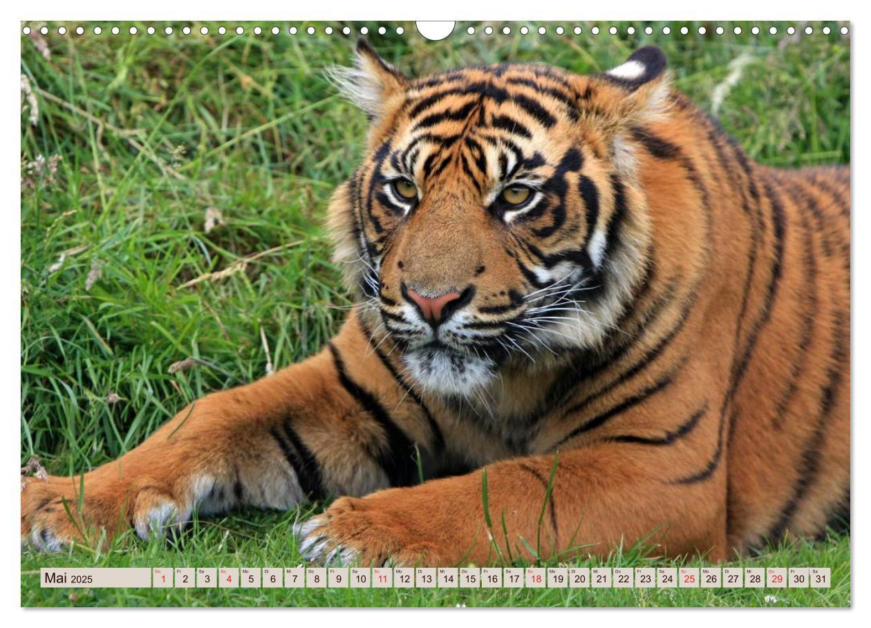 Bild: 9783435738533 | Tiger. Gestreift, wild u. schön (Wandkalender 2025 DIN A3 quer),...