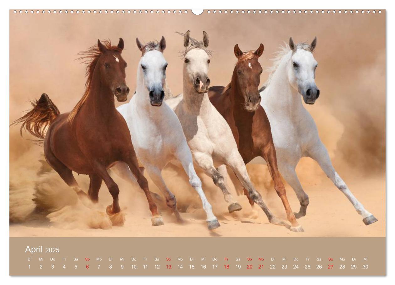 Bild: 9783435677948 | Pferde ¿ Araber im Wüstensand (hochwertiger Premium Wandkalender...