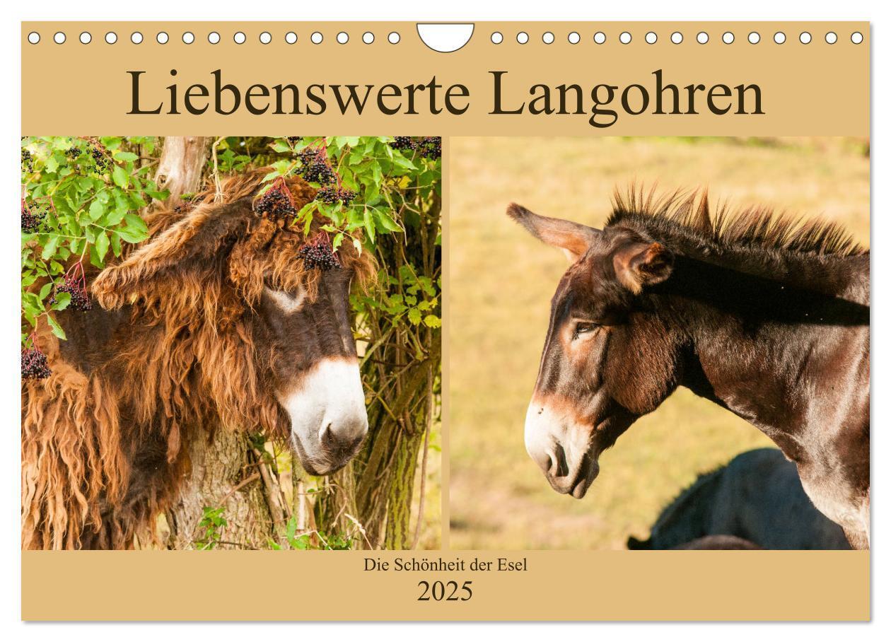 Cover: 9783435269723 | Liebenswerte Langohren - Die Schönheit der Esel (Wandkalender 2025...
