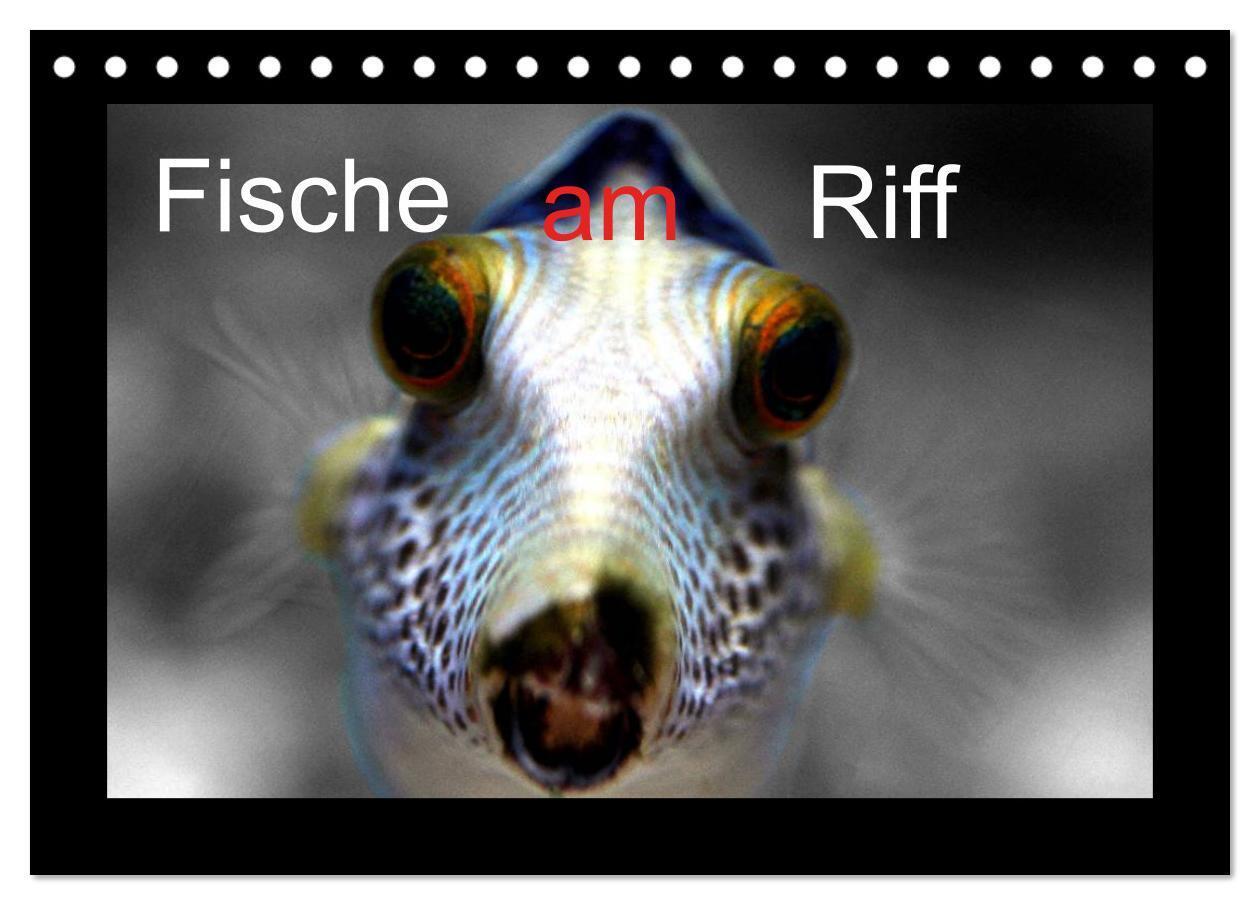 Cover: 9783383512858 | Fische am Riff (Tischkalender 2024 DIN A5 quer), CALVENDO...