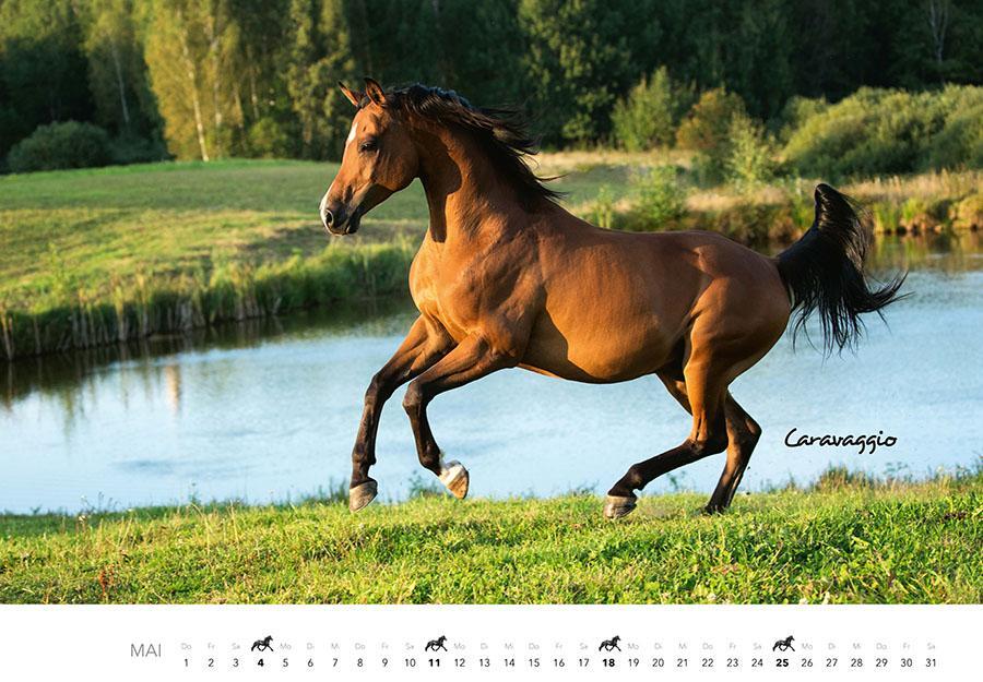Bild: 9783966648318 | Pferde Kalender 2025 Wandkalender | Kalender | 14 S. | Deutsch | 2025