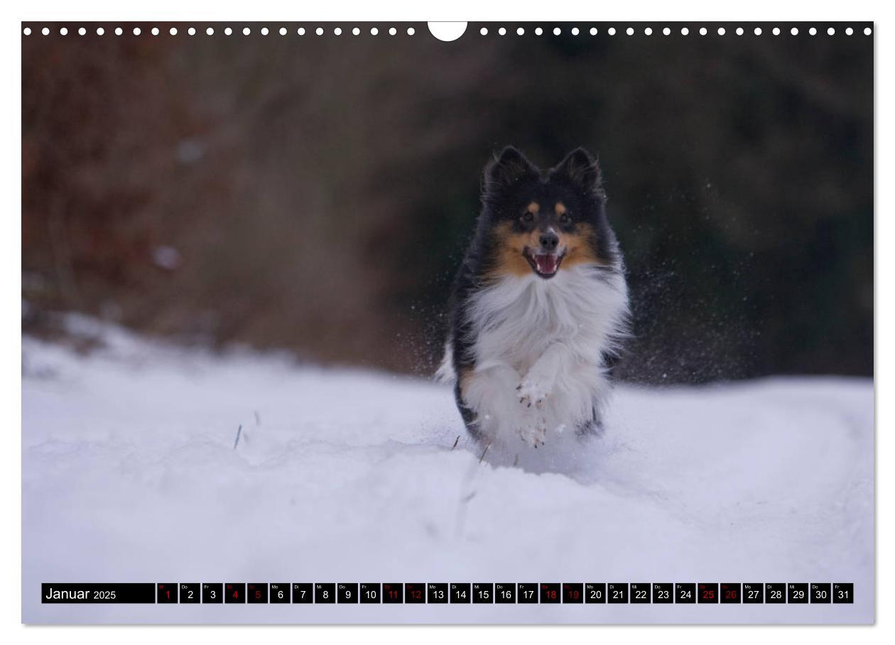 Bild: 9783435409686 | Shetland Sheepdogs - Kleine Charmeure (Wandkalender 2025 DIN A3...