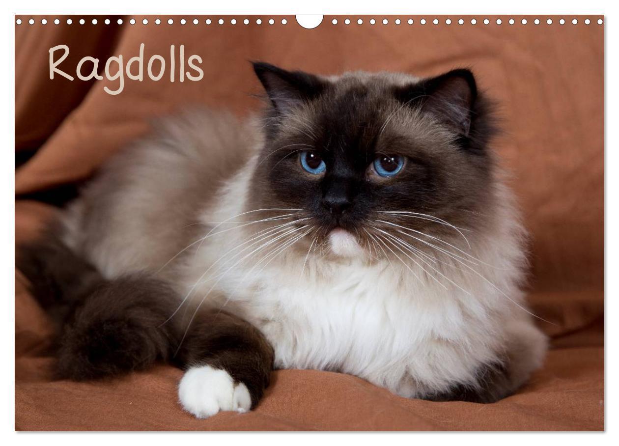 Cover: 9783435753901 | Ragdolls (Wandkalender 2025 DIN A3 quer), CALVENDO Monatskalender