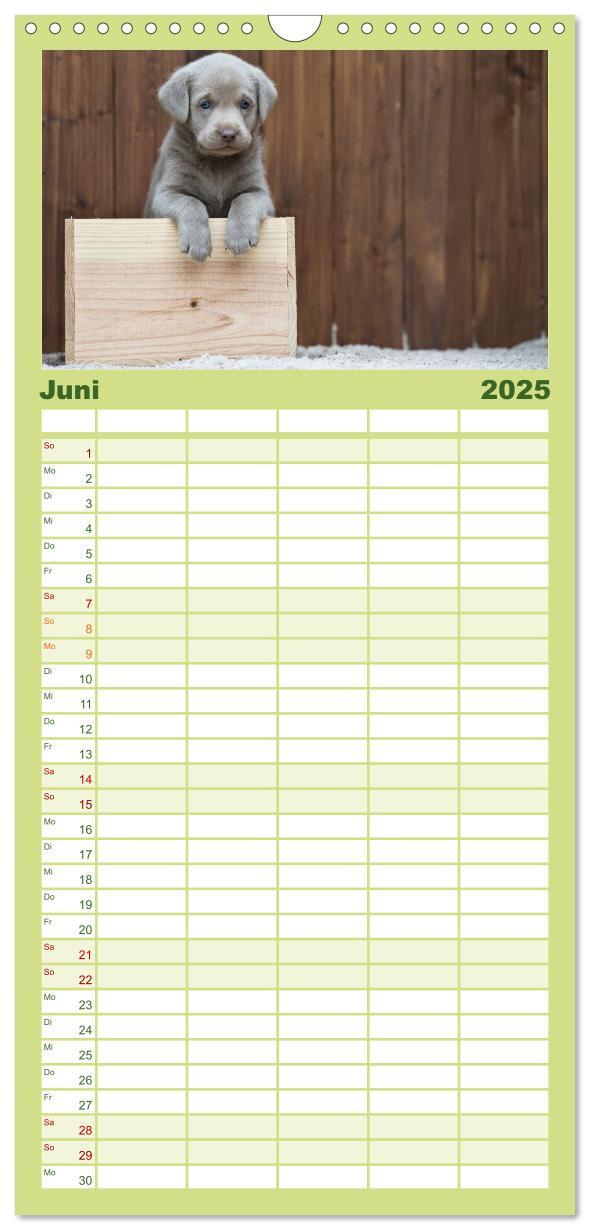 Bild: 9783457110102 | Familienplaner 2025 - Labrador Welpen mit 5 Spalten (Wandkalender,...