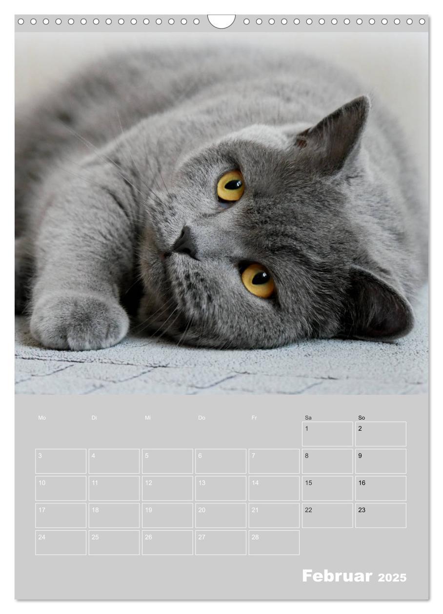 Bild: 9783435992072 | Graue Engel - Britischkurzhaar-Katzen (Wandkalender 2025 DIN A3...