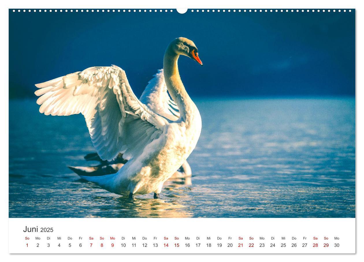 Bild: 9783383934131 | Schwäne - Prachtvolle Federkleider. (Wandkalender 2025 DIN A2...