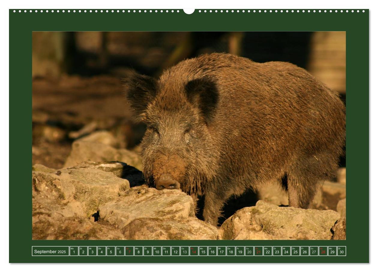 Bild: 9783435776948 | Schweinkram - Die Wildschweine sind los (Wandkalender 2025 DIN A2...