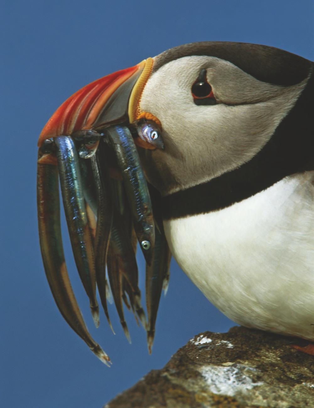 Bild: 9783866906983 | National Geographic Die Schönheit der Vögel | Catherine Herbert Howell