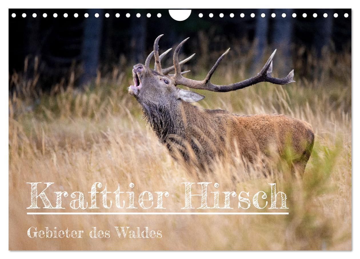 Cover: 9783675545441 | Krafttier Hirsch (Wandkalender 2024 DIN A4 quer), CALVENDO...