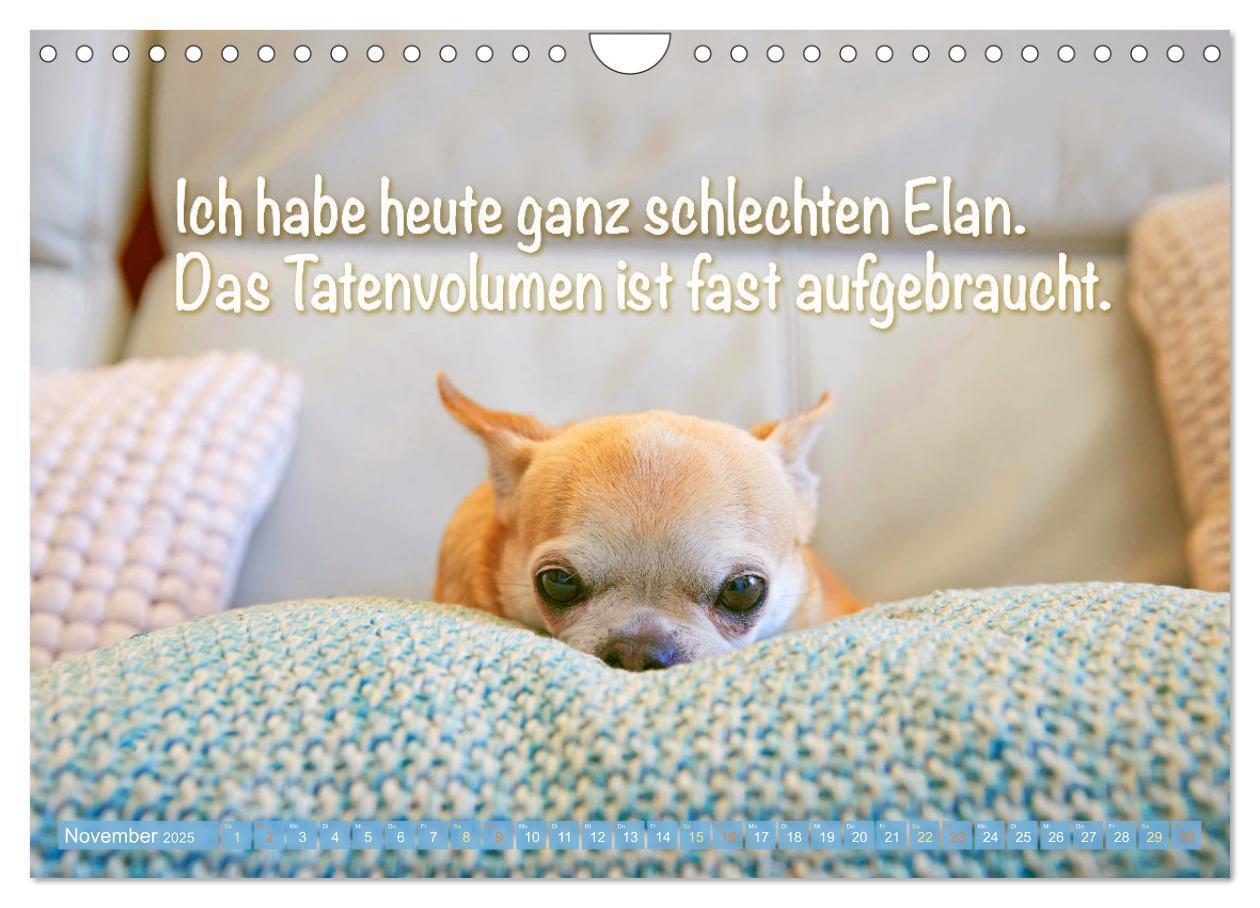 Bild: 9783457199787 | Chihuahua: Kleine Hunde, aber oho (Wandkalender 2025 DIN A4 quer),...