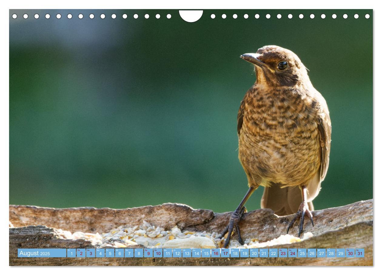 Bild: 9783435026302 | Amsel - Schwarzdrossel fotografiert von Ostfriesenfotografie...