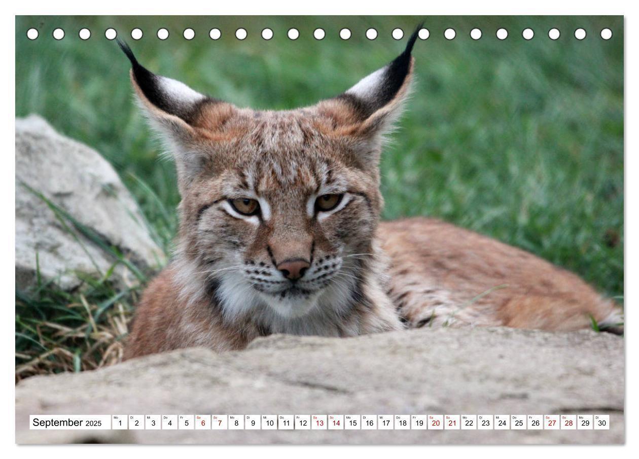 Bild: 9783435419715 | Familie Luchs - Die Jäger mit dem Pinselohr (Tischkalender 2025 DIN...