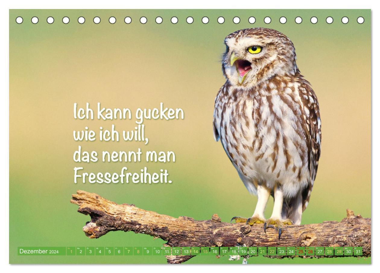 Bild: 9783383687846 | Die Eulen sind los: Edition lustige Tiere (Tischkalender 2024 DIN...