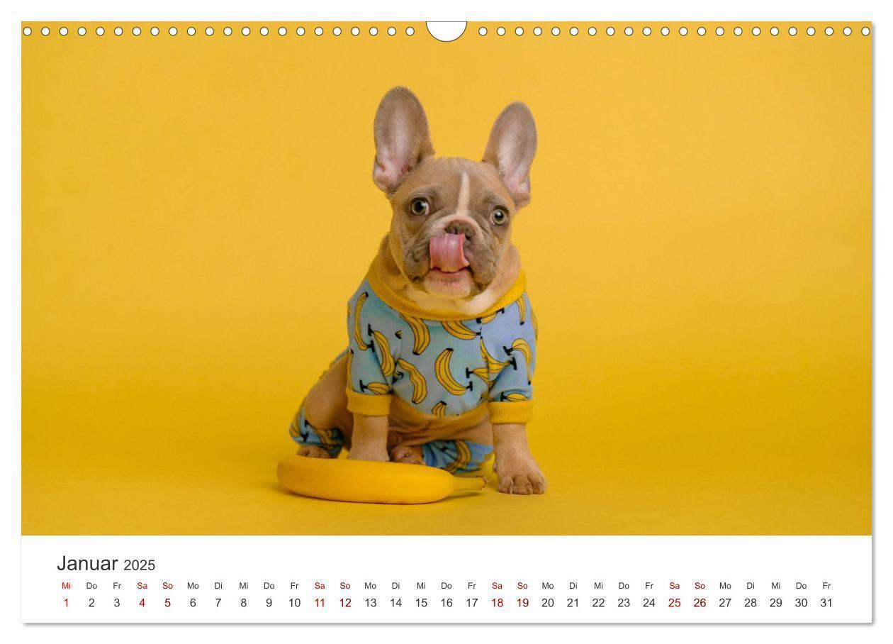 Bild: 9783457182680 | Die Bulldogge Henry (Wandkalender 2025 DIN A3 quer), CALVENDO...