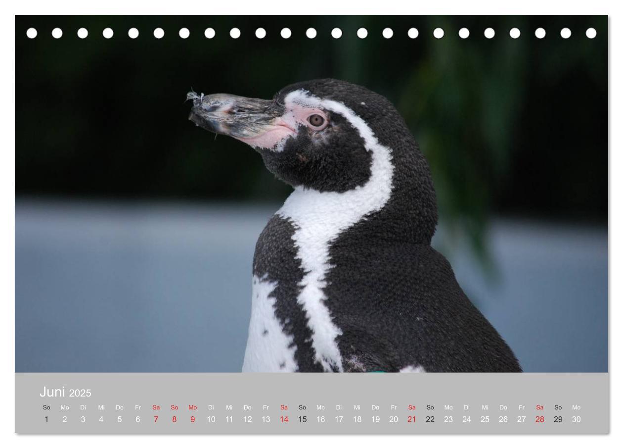 Bild: 9783435789092 | Pinguine 2025 (Tischkalender 2025 DIN A5 quer), CALVENDO...