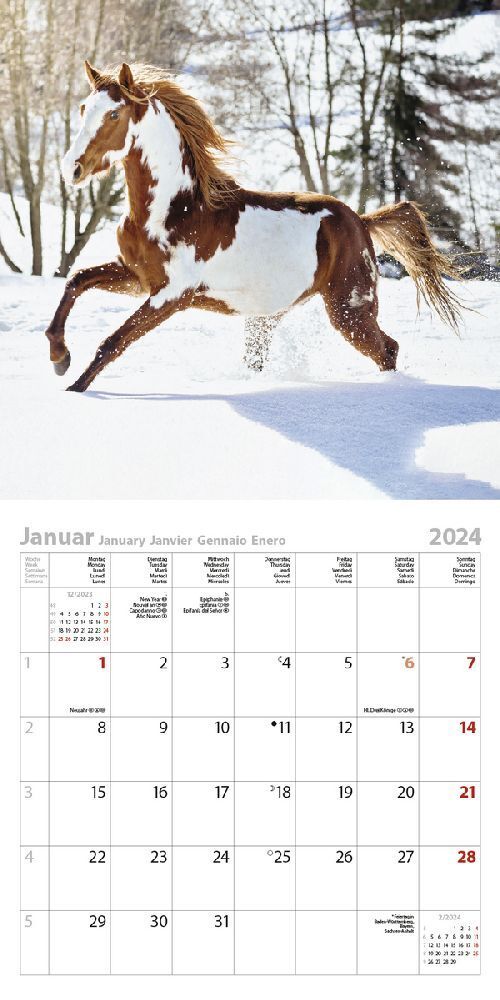 Bild: 9783731869177 | Horses 2024 | Korsch Verlag | Kalender | Englisch Broschur | 13 S.