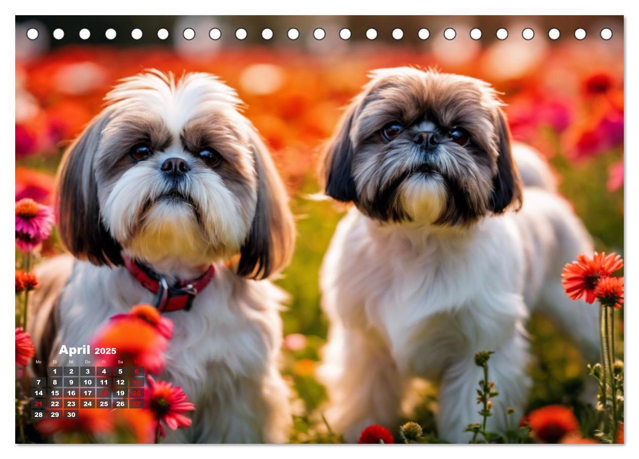 Bild: 9783435647279 | Shih Tzu - der wuschelige Hund aus Tibet (Tischkalender 2025 DIN A5...