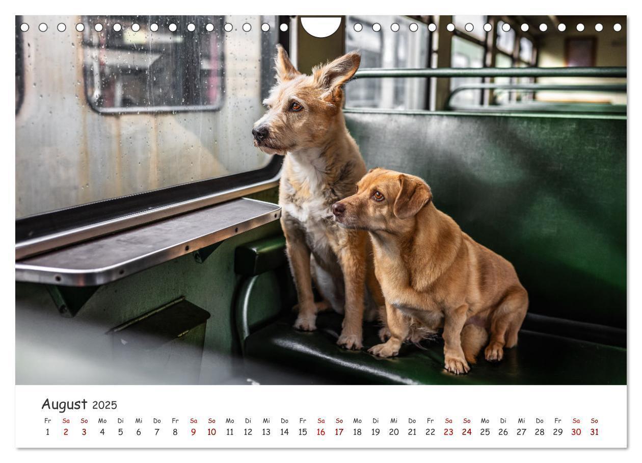 Bild: 9783457183526 | Berlin City Dogs - Berliner Hunde (Wandkalender 2025 DIN A4 quer),...