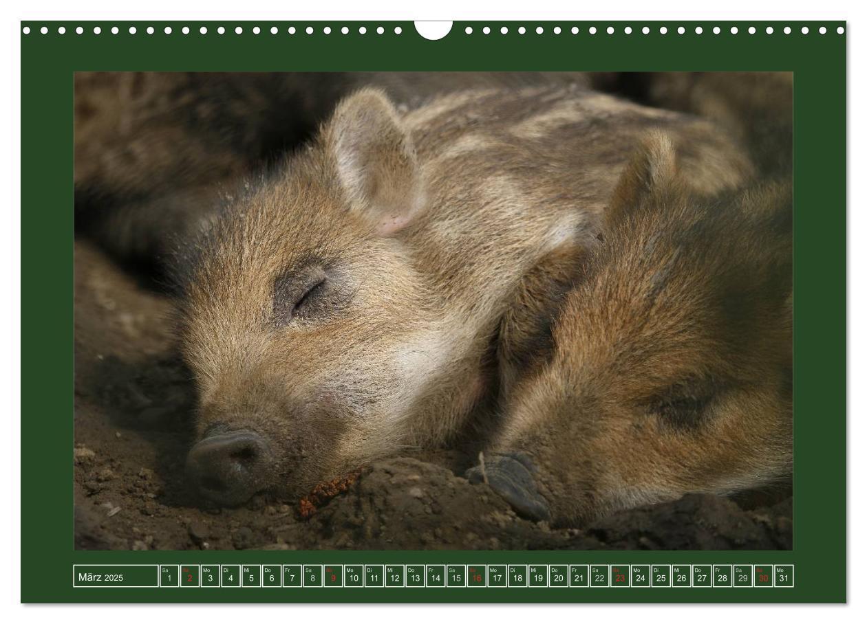 Bild: 9783435777525 | Schweinkram - Die Wildschweine sind los (Wandkalender 2025 DIN A3...