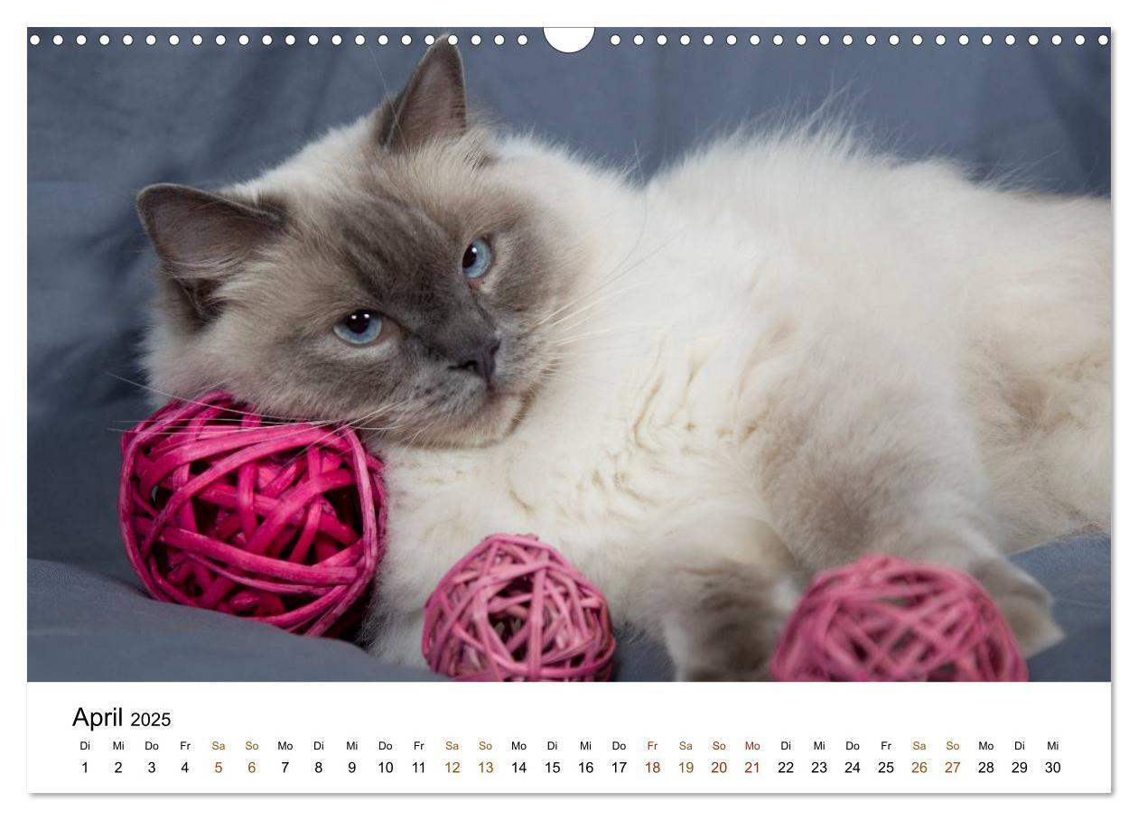 Bild: 9783435753901 | Ragdolls (Wandkalender 2025 DIN A3 quer), CALVENDO Monatskalender